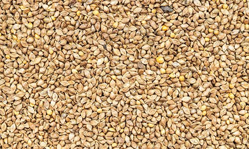 Barnyard Millet Barnyard Millet
