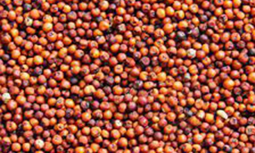 Finger Millet Finger Millet