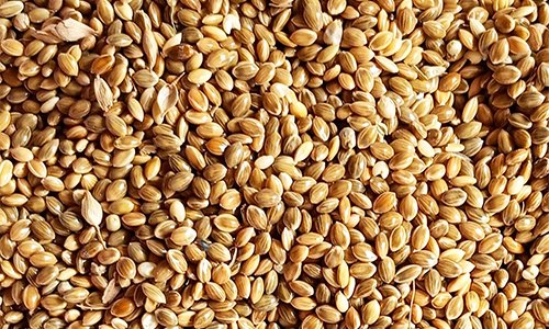 Foxtail Millet Foxtail Millet