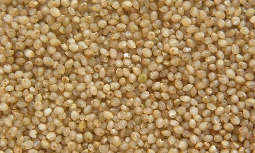 Little Millet Little Millet