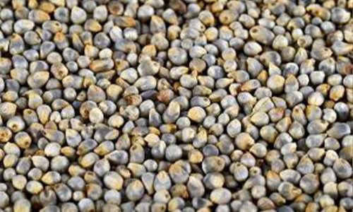 Pearl Millet Pearl Millet