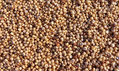 Sorghum Millet Sorghum Millet